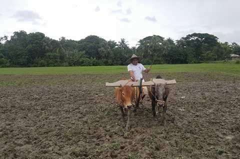 লাঙল দিয়ে জমিতে হাল চাষ করলেন সংসদ সদস্য