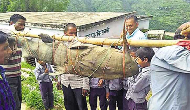 ১২৫ কেজি ওজনের বিশাল মাগুর মাছ নিয়ে হৈচৈ