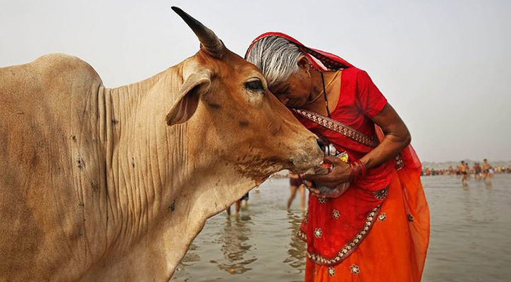 গরু জবাই নিষিদ্ধ করে কতটা ক্ষতিগ্রস্ত হচ্ছে ভারত?