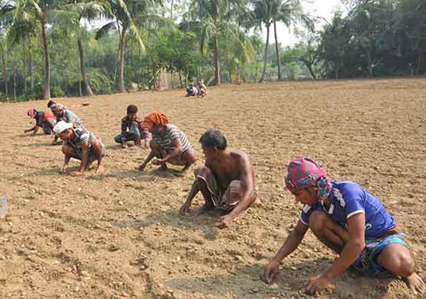 ক্ষত নিয়ে মাঠে আলু চাষিরা