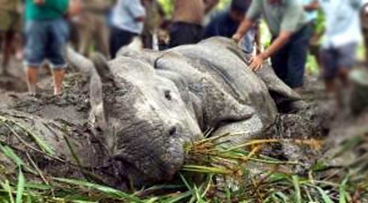 ৬ ঘণ্টা ধরে গন্ডারকে ধর্ষণ, অতঃপর মৃত্যু