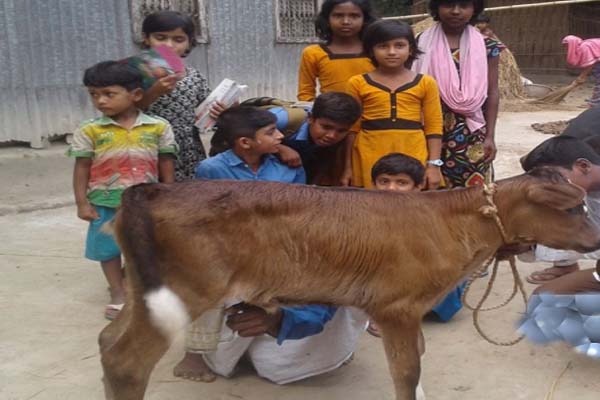 উল্লাপাড়ায় দুধ দিচ্ছে ২৩ দিনের গাভীর বাচ্চা (ভিডিওসহ) 