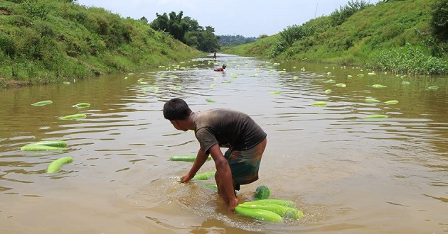 পানিতে ভাসিয়ে দেয়া হচ্ছে হাজার হাজার লাউ!