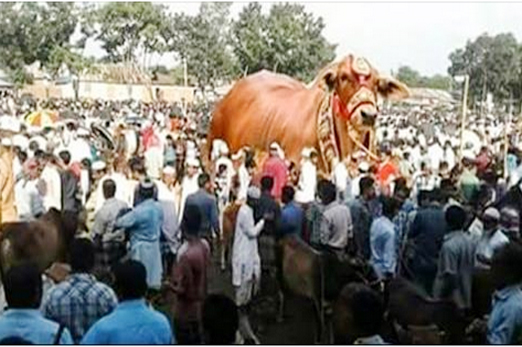 ঈদে সবচেয়ে বড় গরু বাহাদুর, কত দামে বিক্রি হয়েছে জানলে অবাক হবেন