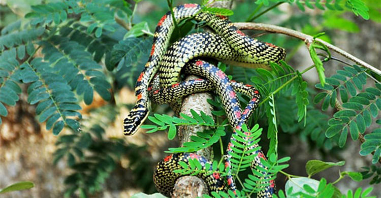 বাস্তবে দেখা মিলল নাগ-নাগিনীর