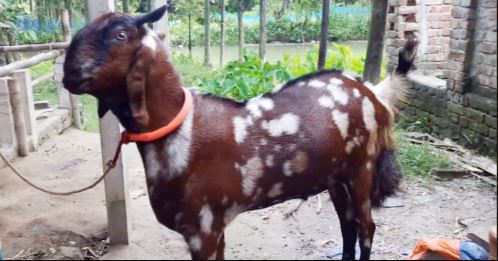 ছাগলের দাম তিন লাখ, ১ কেজি আপেল-মালটা খায়,জেনেনিন ওজন