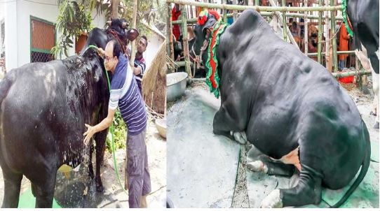 গাবতলীর সবচেয়ে বড় গরু ‘যুবরাজের’ সঙ্গে ‘সাহেব’ ফ্রি