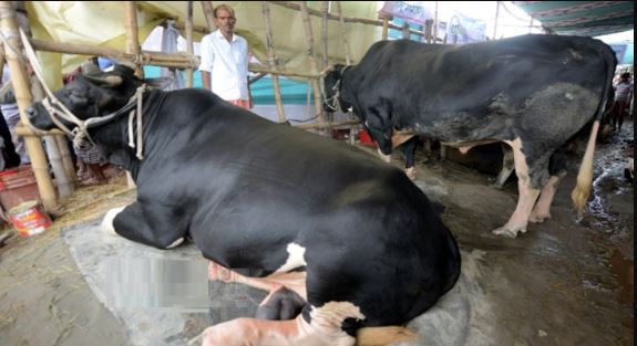 দুই ‘খালাতো ভাইকে’ বিক্রি করতে না পারলে ম'রা ছাড়া গতি নাই নুরের