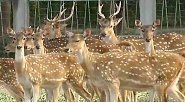 চিড়িয়াখানায় ঢুকে চারটি হরিণ খেয়ে ফেলল ক্ষুধার্ত কুকুর