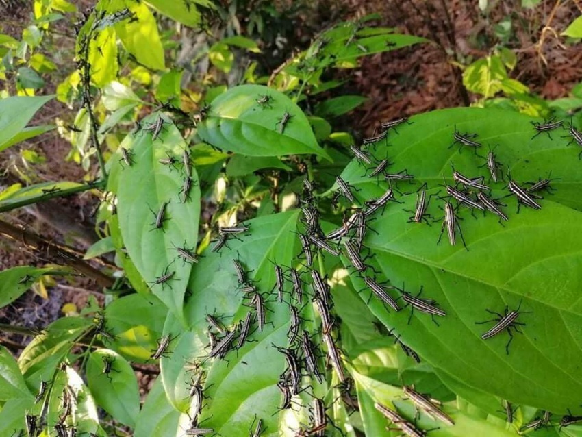 বাংলাদেশে পঙ্গপালের সদৃশ পোকার হানা