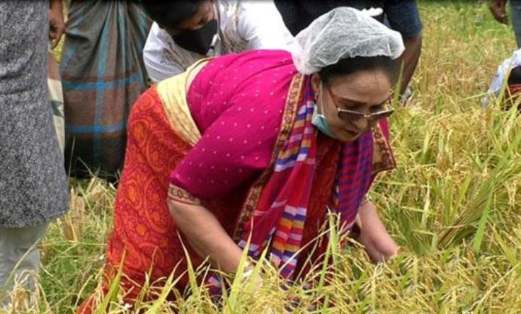 কৃষকদের ধান কেটে দিলেন নারী এমপি হোসনে আরা