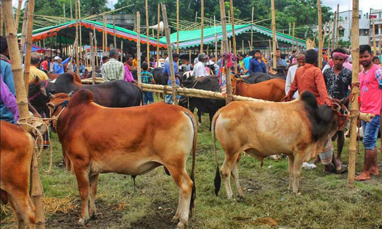 কোরবানি না দিয়ে টাকা দান করা সঠিক কিনা জানালেন জাতীয় মসজিদের ইমাম