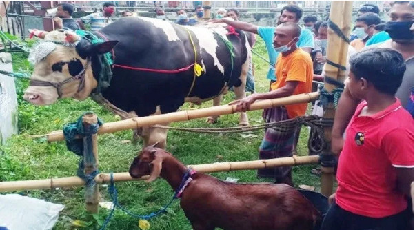 ৩০ মন ওজনের ‘বাংলার টাইগার’এর সাথে ছাগল ফ্রি থাকলেও বিক্রি না হওয়ার কারন