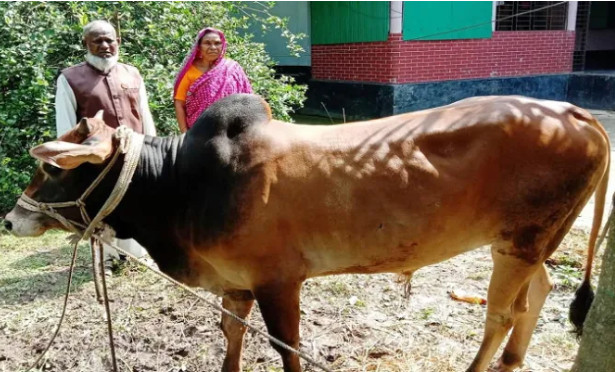 গত ১১ বছর ধরে প্রধানমন্ত্রী শেখ হাসিনার নামে কোরবানি দিচ্ছেন জাবেদ আলী