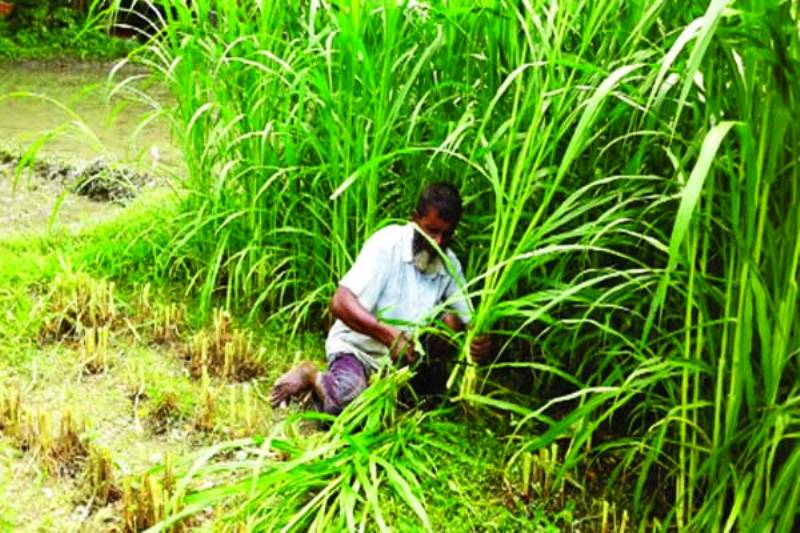 বিদেশে ঘাস চাষ শিখতে যাবে ৩২ কর্মকর্তা