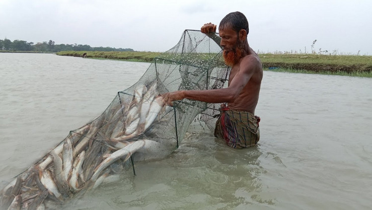 পটুয়াখালীতে এক জালে ৯২ মণ ইলিশ, বিক্রি হল যত টাকা