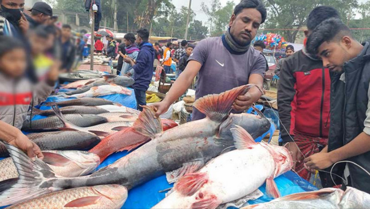 ঐতিহ্যবাহী মাছের মেলায় ৭৫ কেজির বাঘাইড় মাছ, দাম লাখ টাকা