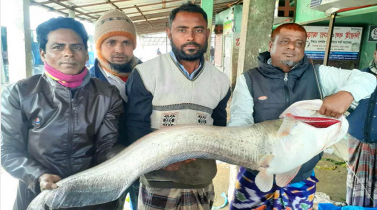 বড়শিতে ধড়া পড়লো বিশাল আকারের ১৮ কেজির বোয়াল, বিক্রি হল যত টাকা