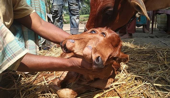 অবাক এলাকাবাসি, এক মাথায় দুই মুখ ও চার চোখ বিশিষ্ট গরুর জন্ম